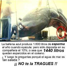 ballena azul.JPG