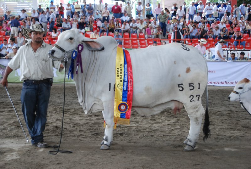 Campeona%20Adulta%20y%20Gran%20Campeona_EOZMIss%20Elliot%20551-27_jpg.jpg