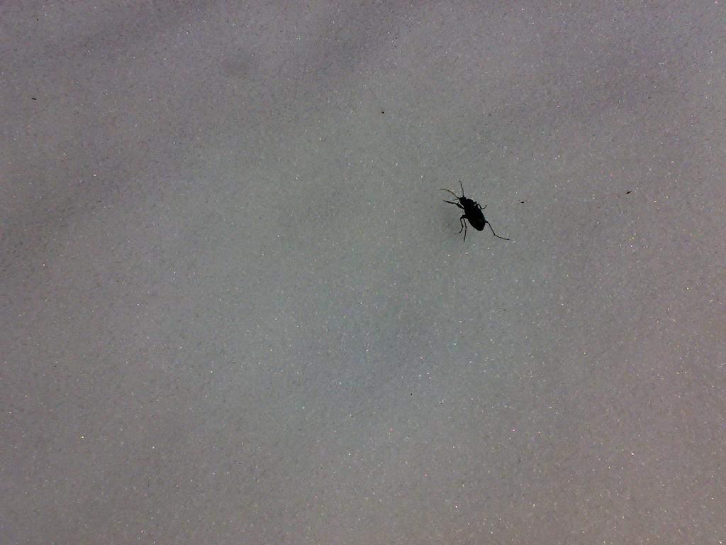 escarabajo traveserus.JPG