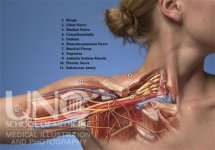 brachialplexus.jpg